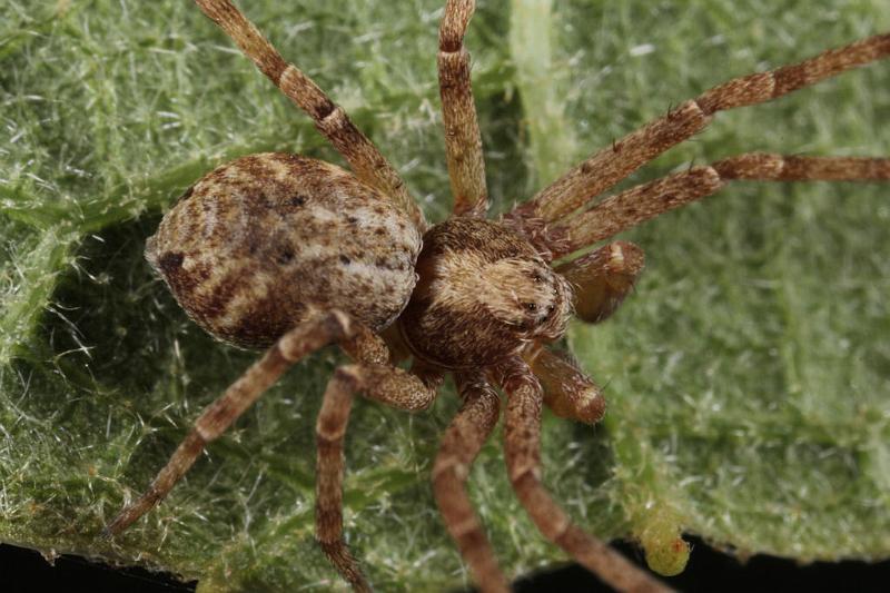 Philodromus_aureolus_D8180_Z_88_Bij afgraving_Nederland.jpg